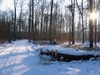 Wald im Winter klein